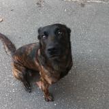 Foto de perro perdido en Roquebrune Sur Argens