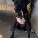 Foto de perro perdido en San Antonio