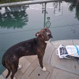 Foto de perro encontrado en Cypress