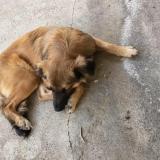 Foto de perro perdido en Mare A Vieille Place