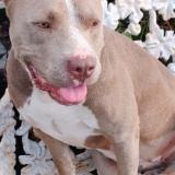 Foto de perro perdido en San Antonio