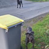 Foto de perro encontrado en Begard