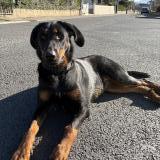 Foto de perro encontrado en Payrin Augmontel