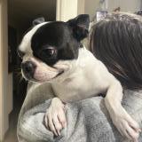 Foto de perro perdido en Annot