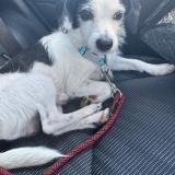 Foto de un perro reunido en Punta Cana