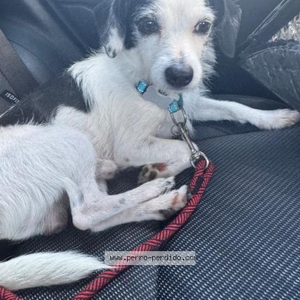 Foto 1/1 Perro encontrado Perdido en Punta cana