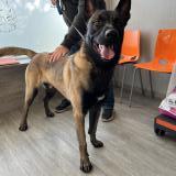 Foto de perro encontrado en Le Cannet