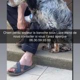 Foto de perro perdido en La Baroche Sous Luce