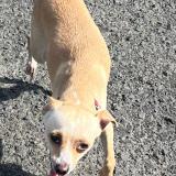 Foto de perro perdido en Lamentin