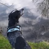 Foto de perro perdido en Saint Sigismond