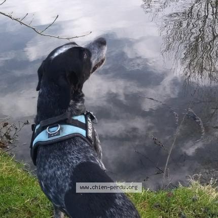 Foto de perro perdido en Saint Sigismond