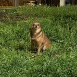 Foto de perro encontrado en Nanterre