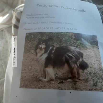 Foto de perro perdido en Sornac