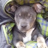 Foto de perro perdido en Sacramento