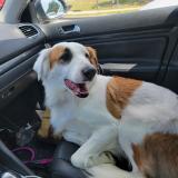 Foto de perro perdido en Alvord