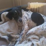 Foto de perro perdido en Grignols