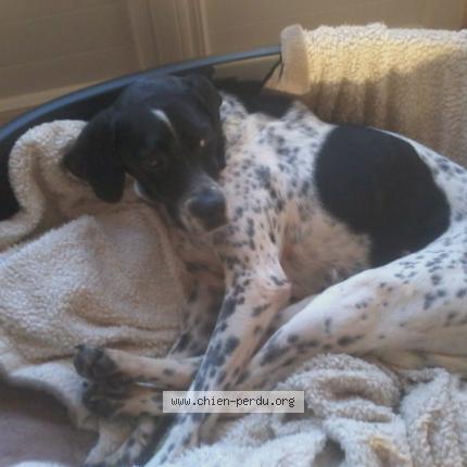 Foto 1/1 Yuna Chien perdido en Grignols