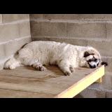 Foto de perro perdido en Luglon