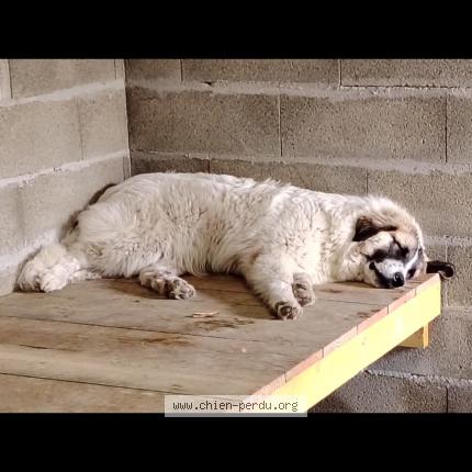 Foto de perro perdido en Luglon