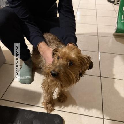 Foto de perro encontrado en Allonne