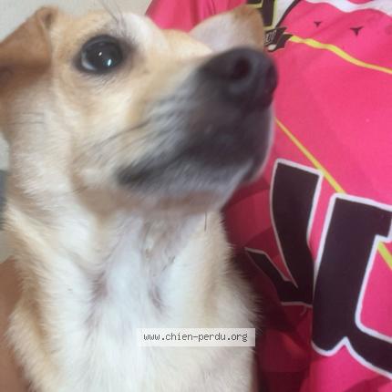 Foto 1/1 Pacha Chien perdido en Neufchateau