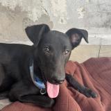 Foto de perro encontrado en Buenos Aires