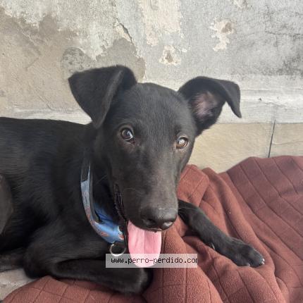 Foto 1/1 Perro encontrado Encontrado en Buenos aires