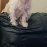 Foto de perro perdido en Tulsa