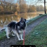 Foto de perro perdido en Carennac