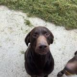 Foto de perro perdido en Pleine Seve