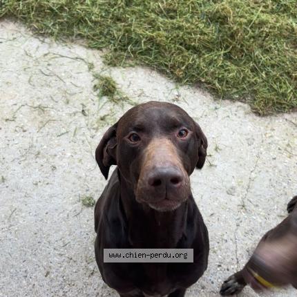 Foto 1/1 Nestor Chien perdido en Pleine seve