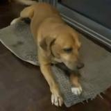 Foto de perro perdido en Le Tampon