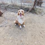 Foto de perro encontrado en Montcarra