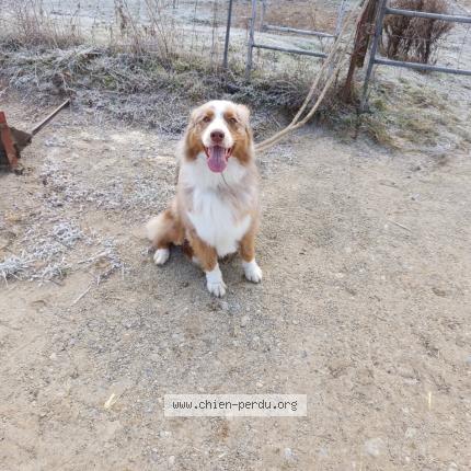 Foto 1/1 Perro encontrado Encontrado en Montcarra