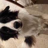 Foto de perro perdido en Tessy Bocage