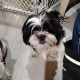 Foto de perro perdido en Deland