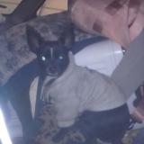 Foto de perro perdido en 87108