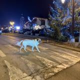 Foto de perro encontrado en Combloux