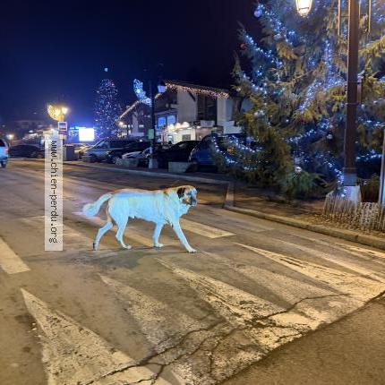 Foto 1/1 Perro encontrado Encontrado en Combloux