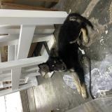 Foto de perro encontrado en Distrito Nacional