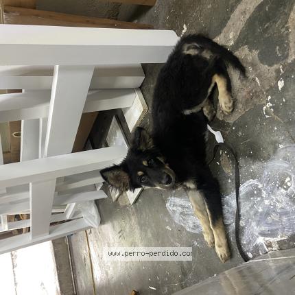 Foto 1/1 Perro encontrado Encontrado en Distrito nacional