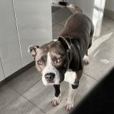 Foto de perro perdido en Cerny