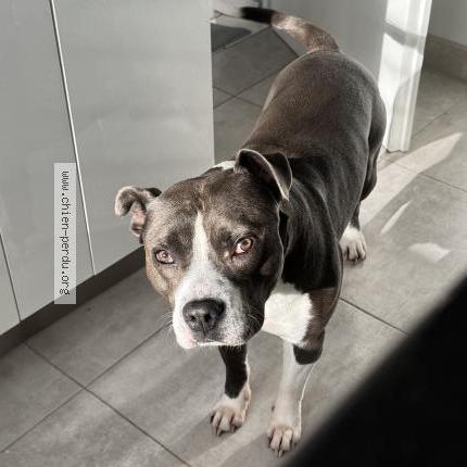 Foto de perro perdido en Cerny