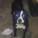 Foto de perro perdido en Maryland Heights