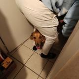 Foto de perro encontrado en Pontcharra Auvergne Rhone Alpes