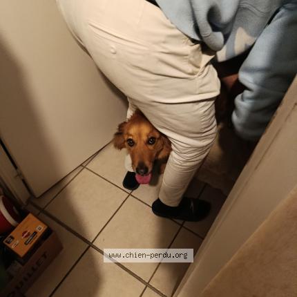 Foto 1/1 Perro encontrado Encontrado en Pontcharra auvergne rhone alpes