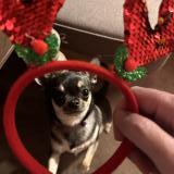 Foto de perro perdido en Val D Isere