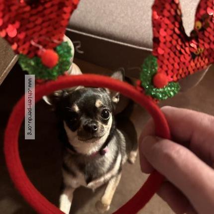 Foto de perro perdido en Val D Isere