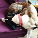 Foto de perro perdido en La Mure