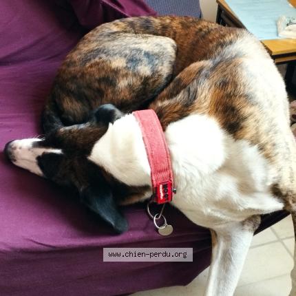 Foto 1/1 PACO Chien perdido en La mure